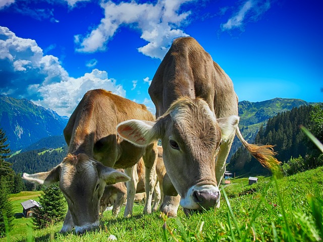 Le diagnostic bien-être animal - Services d'Elvea HDF